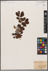 Foto von Salix aurita L.